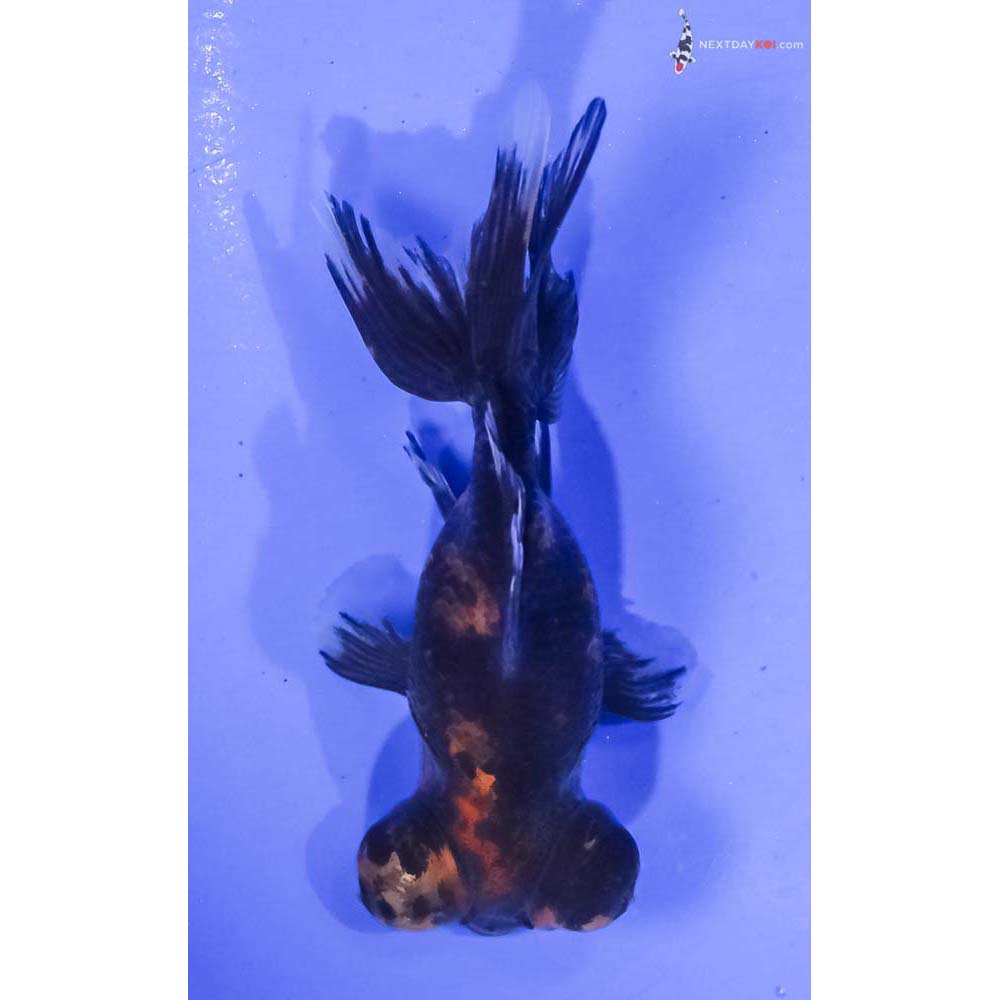 3.5” Imported Calico Telescope Fantail