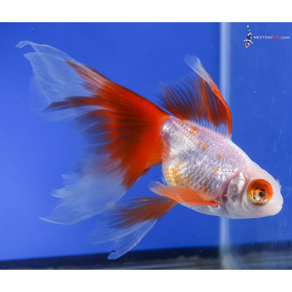 4.5” Imported Male Red and White Telescope Fantail