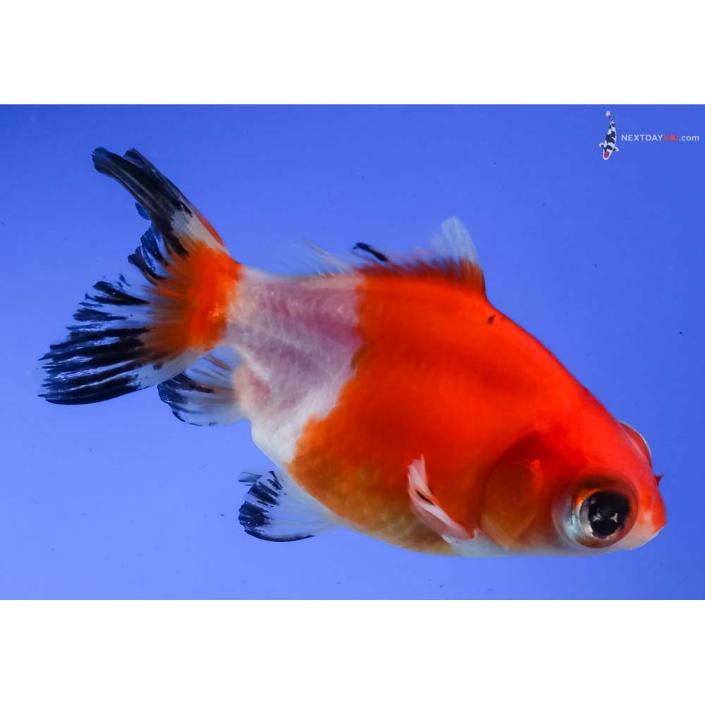 3.5” Imported Male Calico Telescope Fantail