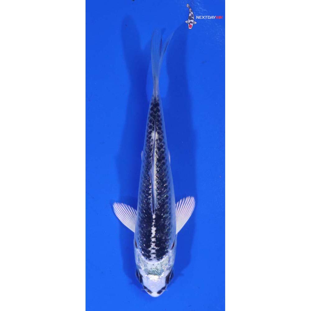 3.5” Imported Gin Matsuba