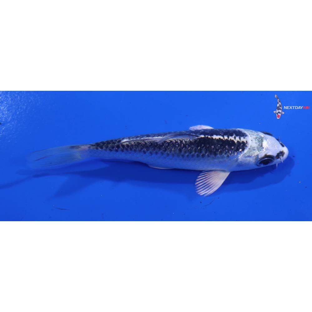 3.5” Imported Gin Matsuba