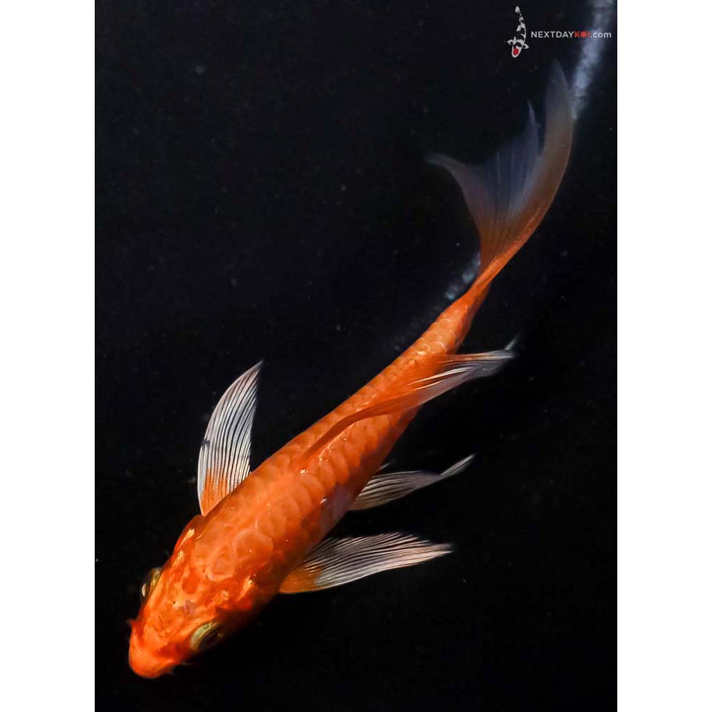 3.5” Imported Armor Scaled Orenji Ogon Butterfly Koi