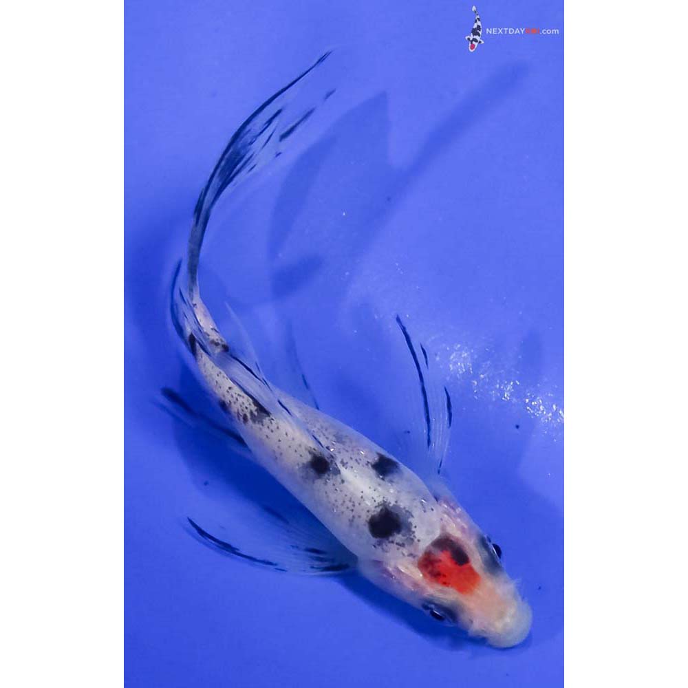 3.5” Imported Sanke Butterfly Koi
