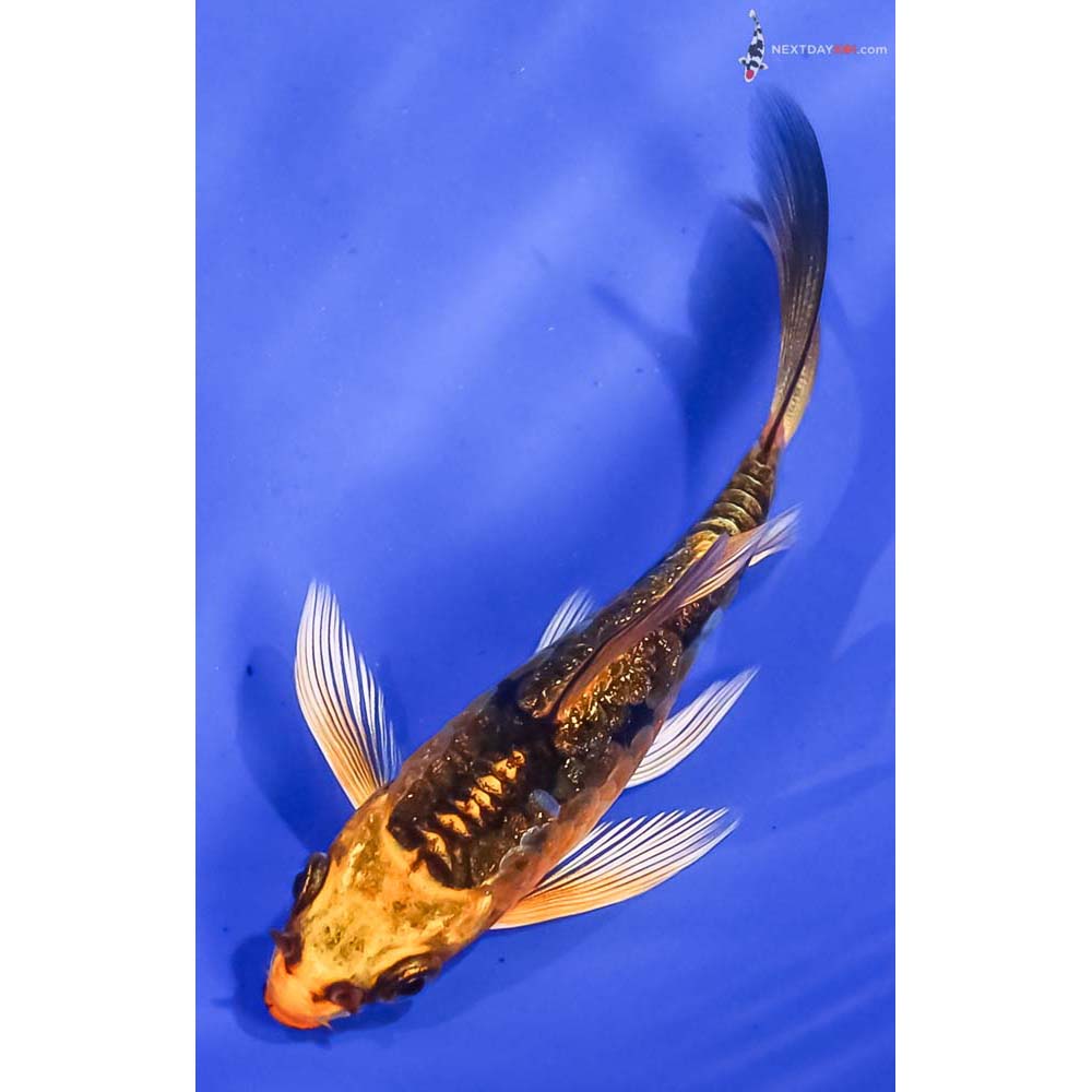 3” Imported Gin Rin Kin Kikokuryu Butterfly Koi