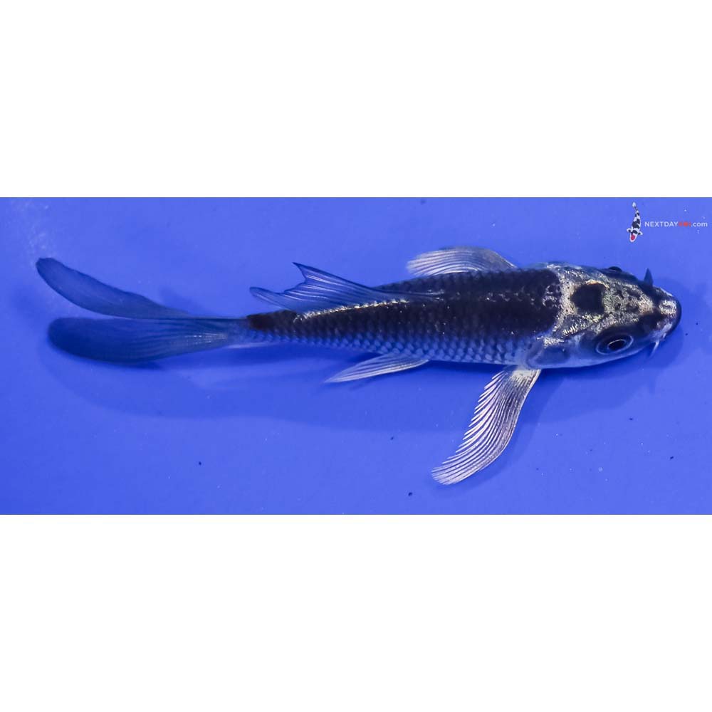 3.5” Imported Gin Matsuba Butterfly Koi