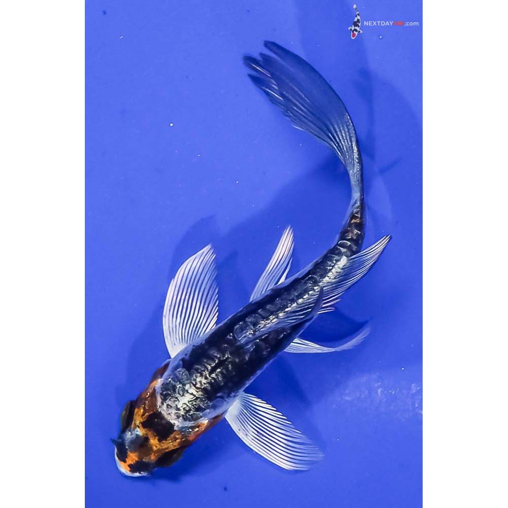 3.5” Imported Kin Kikokuryu Butterfly Koi