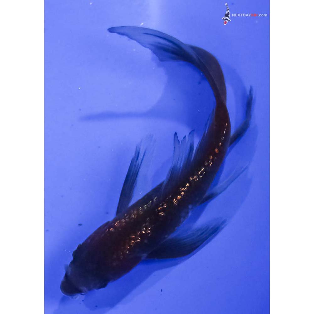 3.5” Imported Gin Rin Ochiba Shigure Butterfly Koi