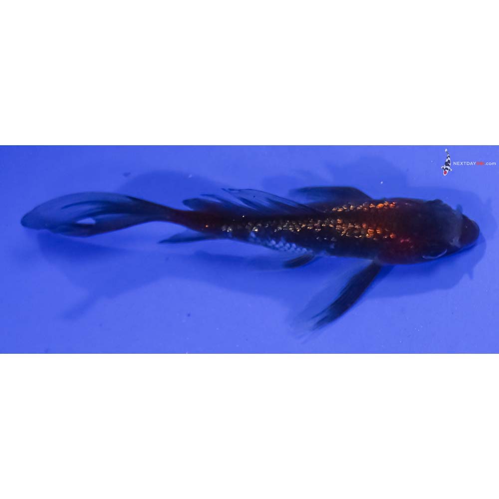 3.5” Imported Gin Rin Ochiba Shigure Butterfly Koi