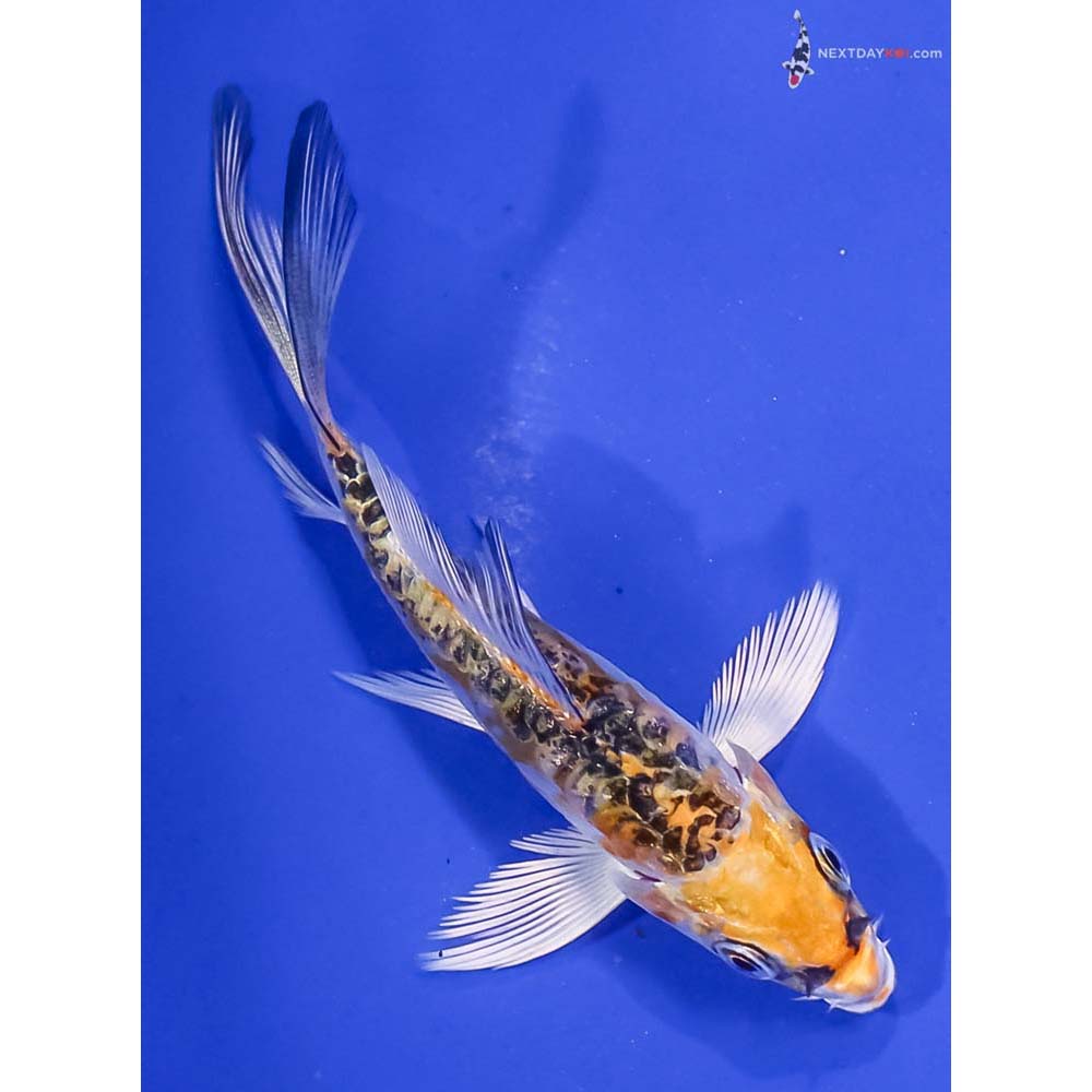 4” Imported Doitsu Kujaku Butterfly Koi