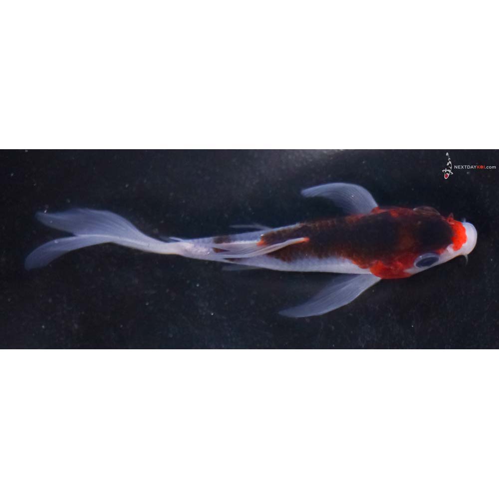 4” Imported Goromo Butterfly Koi