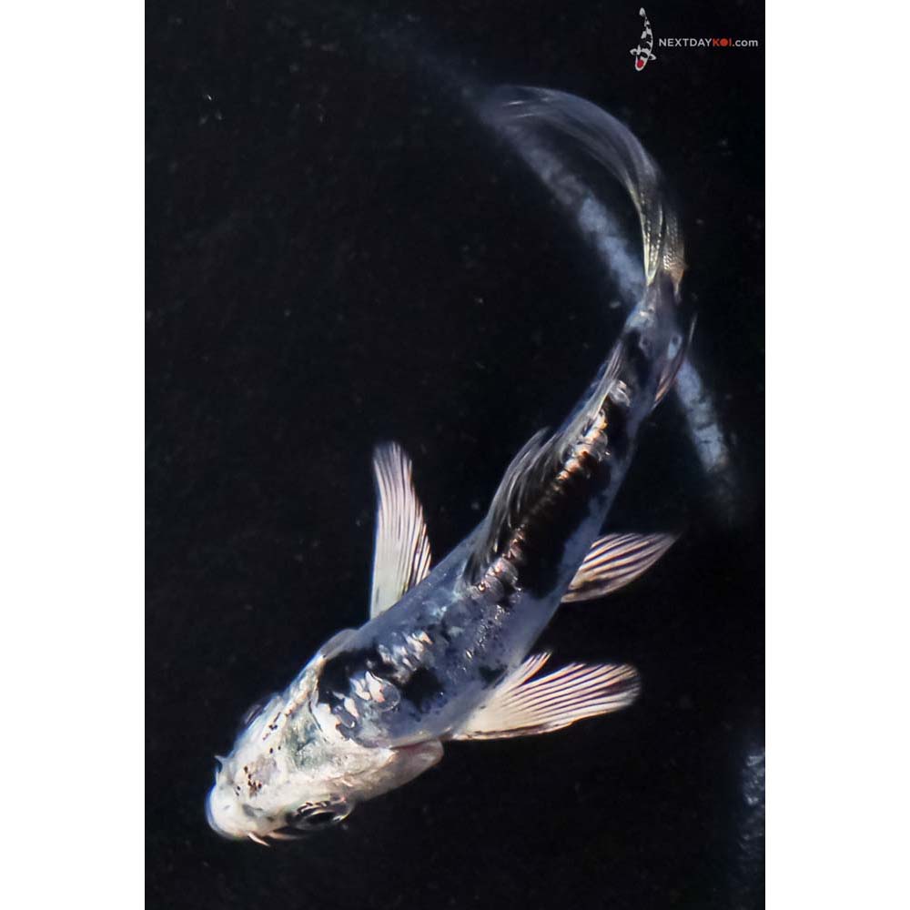 3.5” Imported Doitsu Blue Gin Shiro Bekko Butterfly Koi