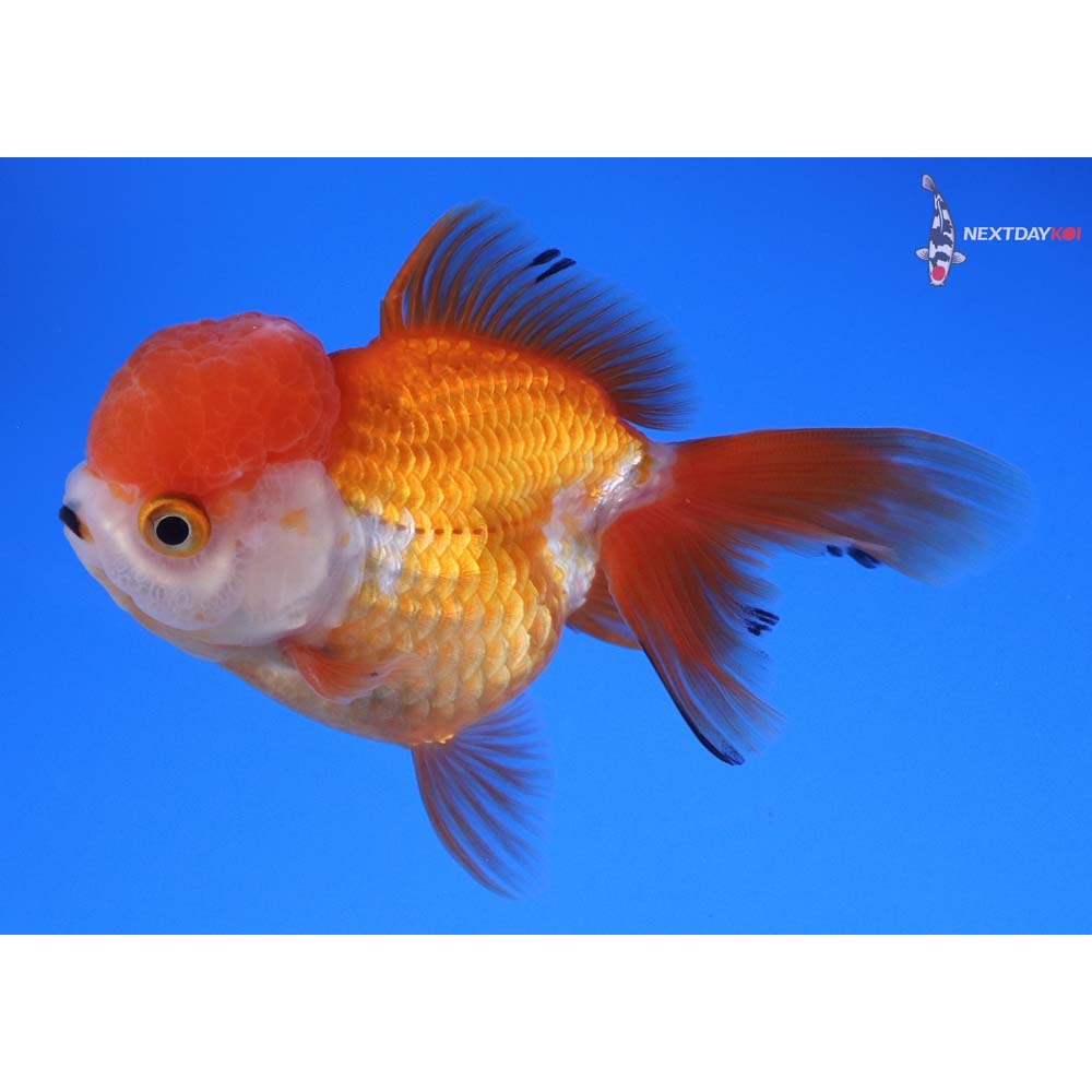 4” Imported Male Red and White Oranda