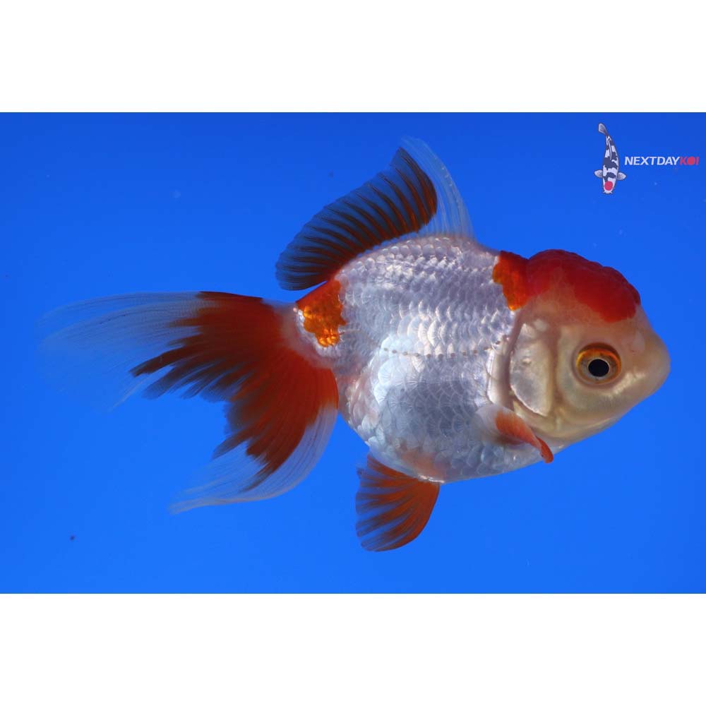 4” Imported Red and White Oranda