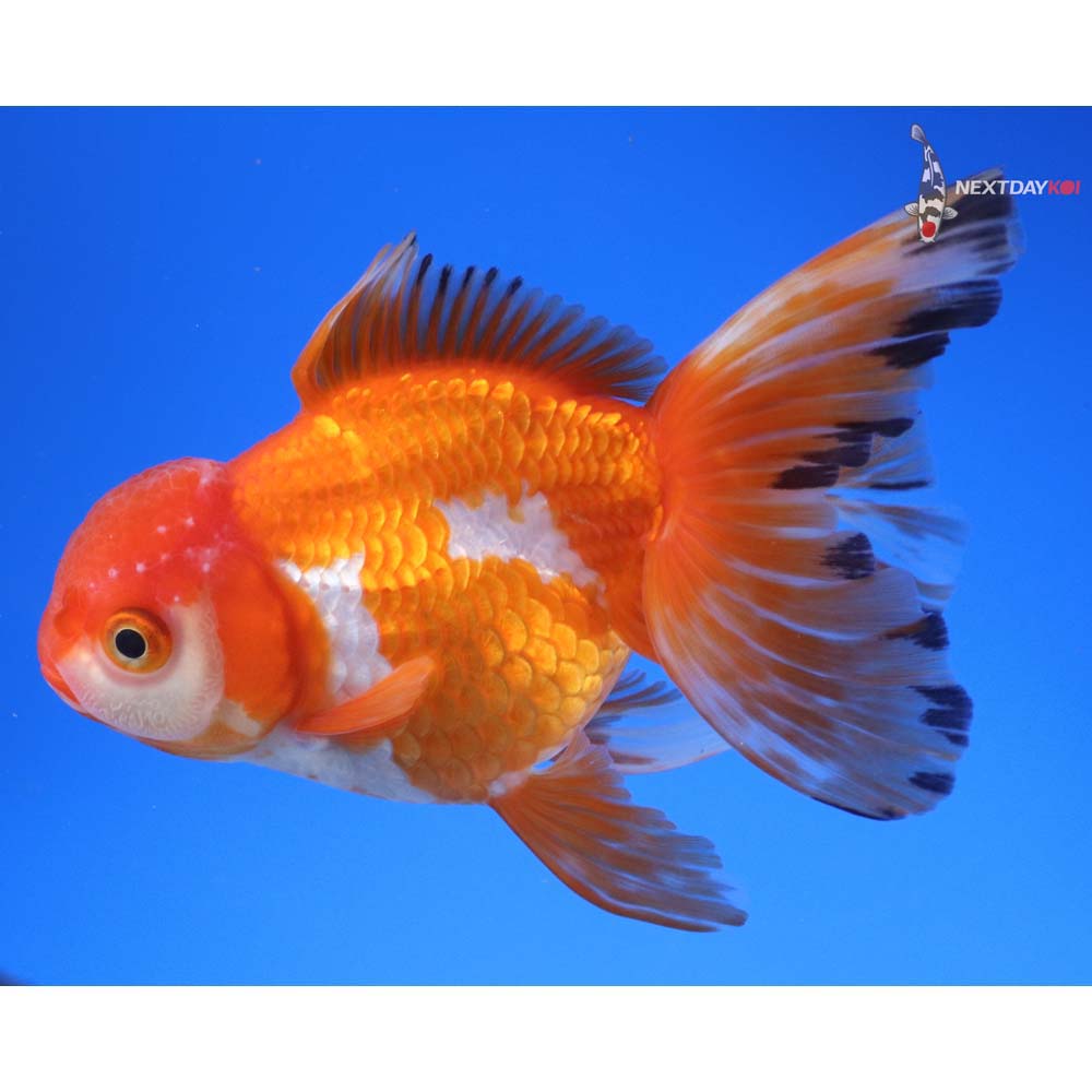 4.5” Imported Red and White Oranda