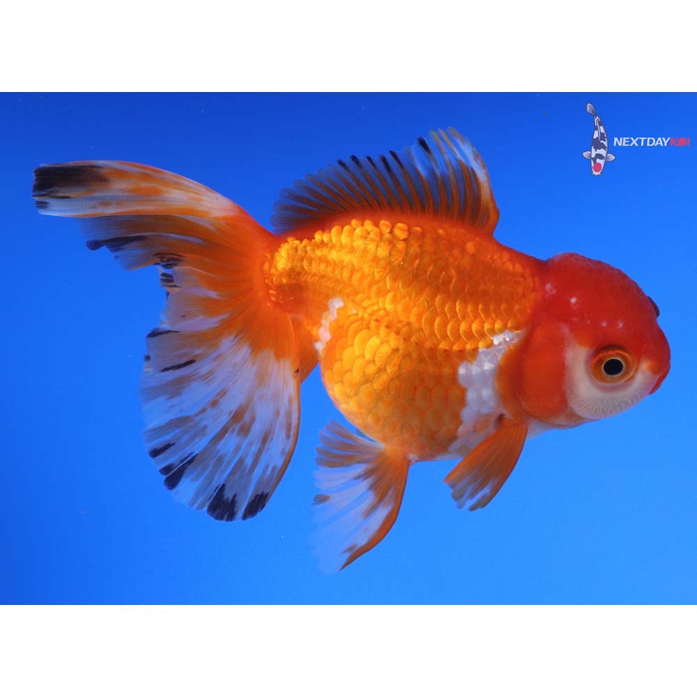 4.5” Imported Red and White Oranda