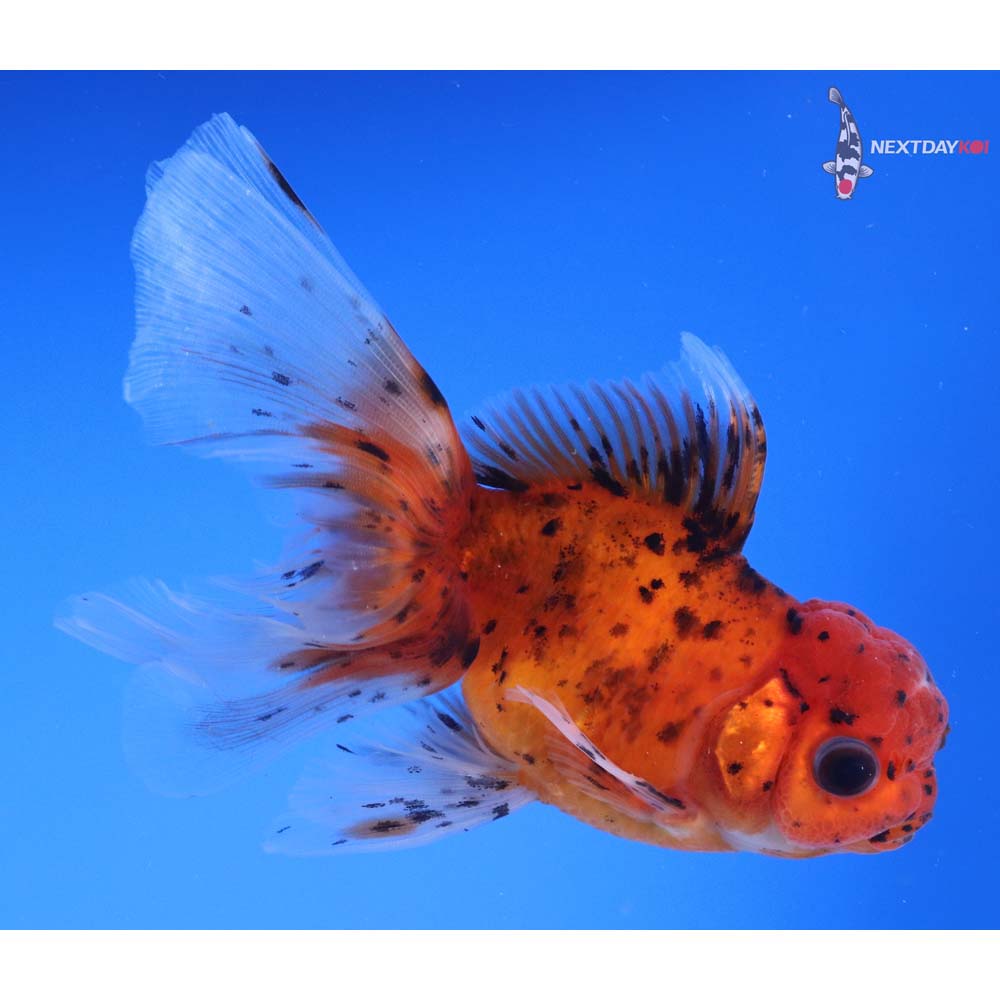 4.5” Imported Calico Oranda