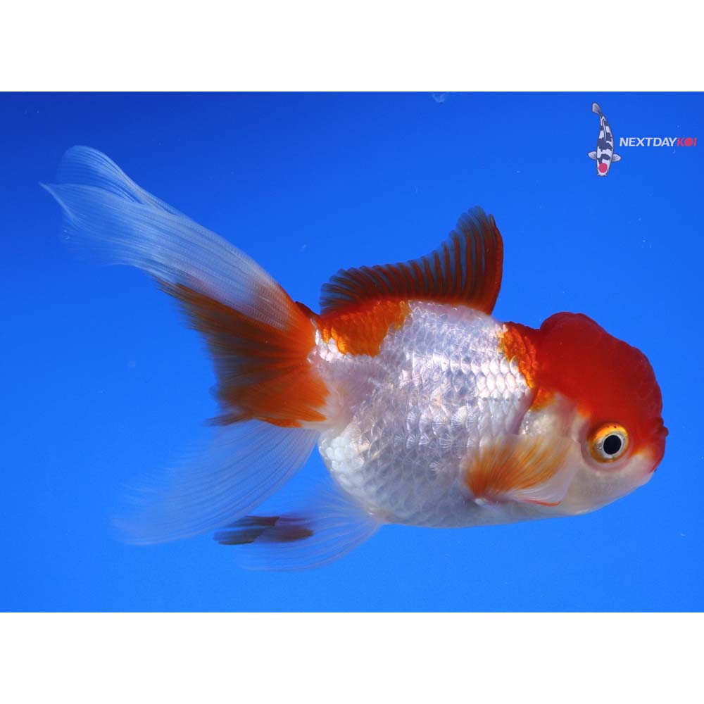 4.5” Imported Red and White Oranda