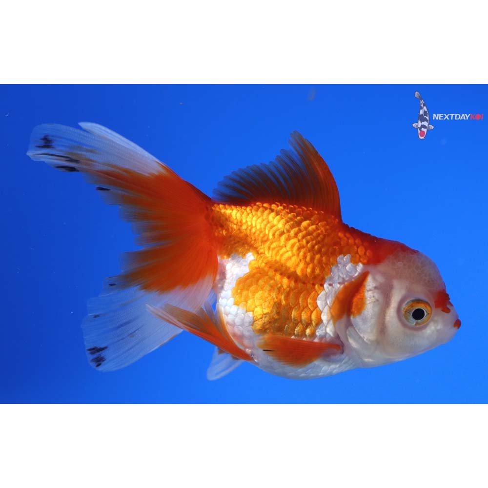 4.5” Imported Red and White Oranda