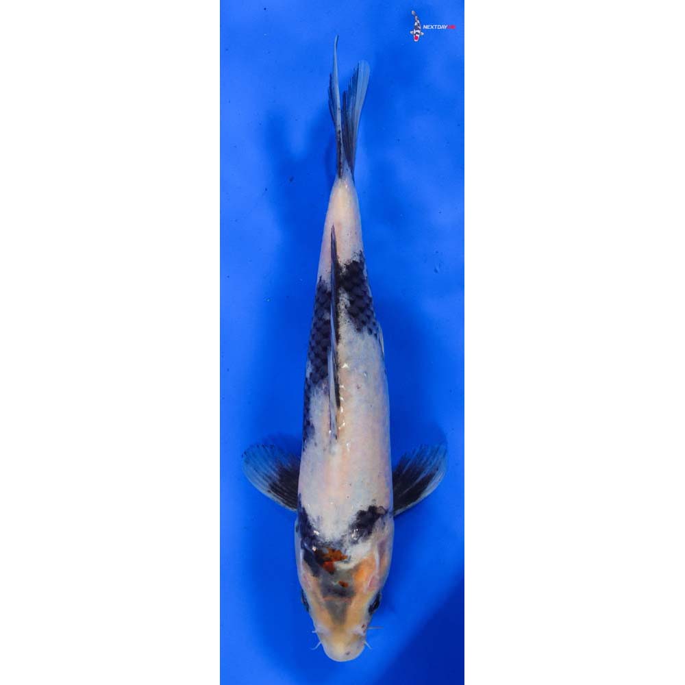 9.5” Imported Shiro Utsuri