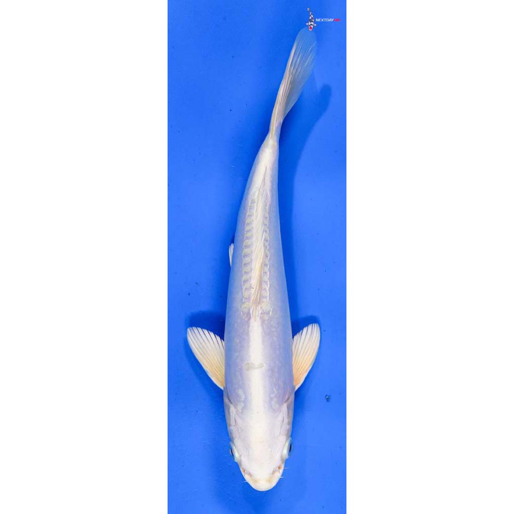 9” Imported Doitsu Platinum Ogon