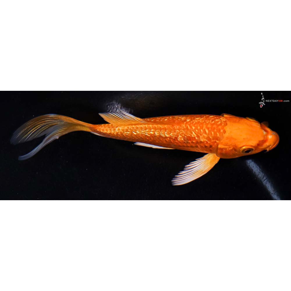 5” Imported Gin Rin Orenji Ogon Butterfly Koi