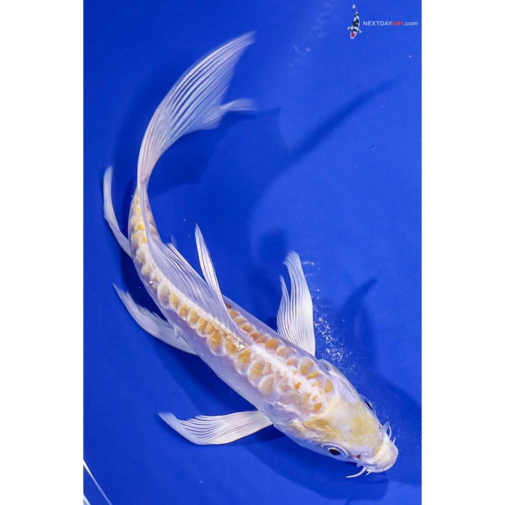 5.5” Imported Doitsu Lemon Hariwake Butterfly Koi