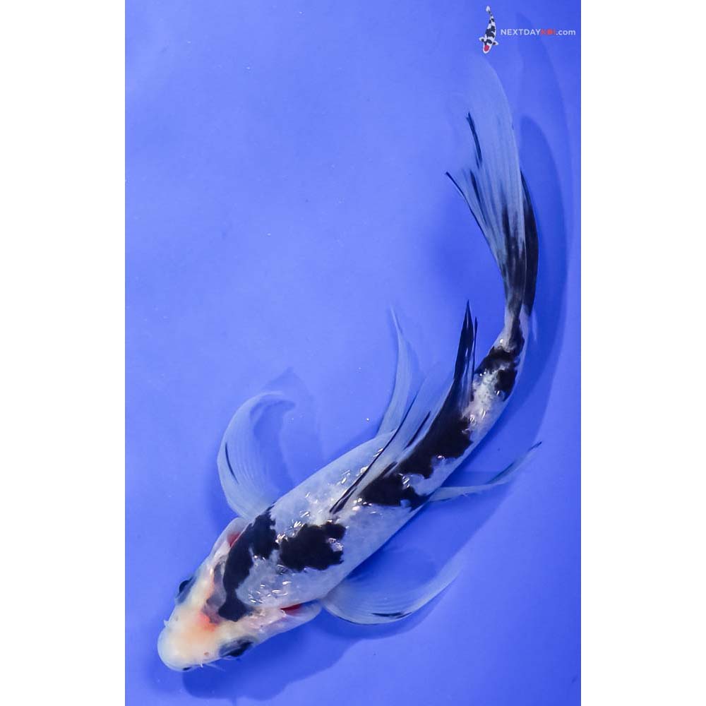 5.5” Imported Gin Rin Shiro Utsuri Butterfly Koi