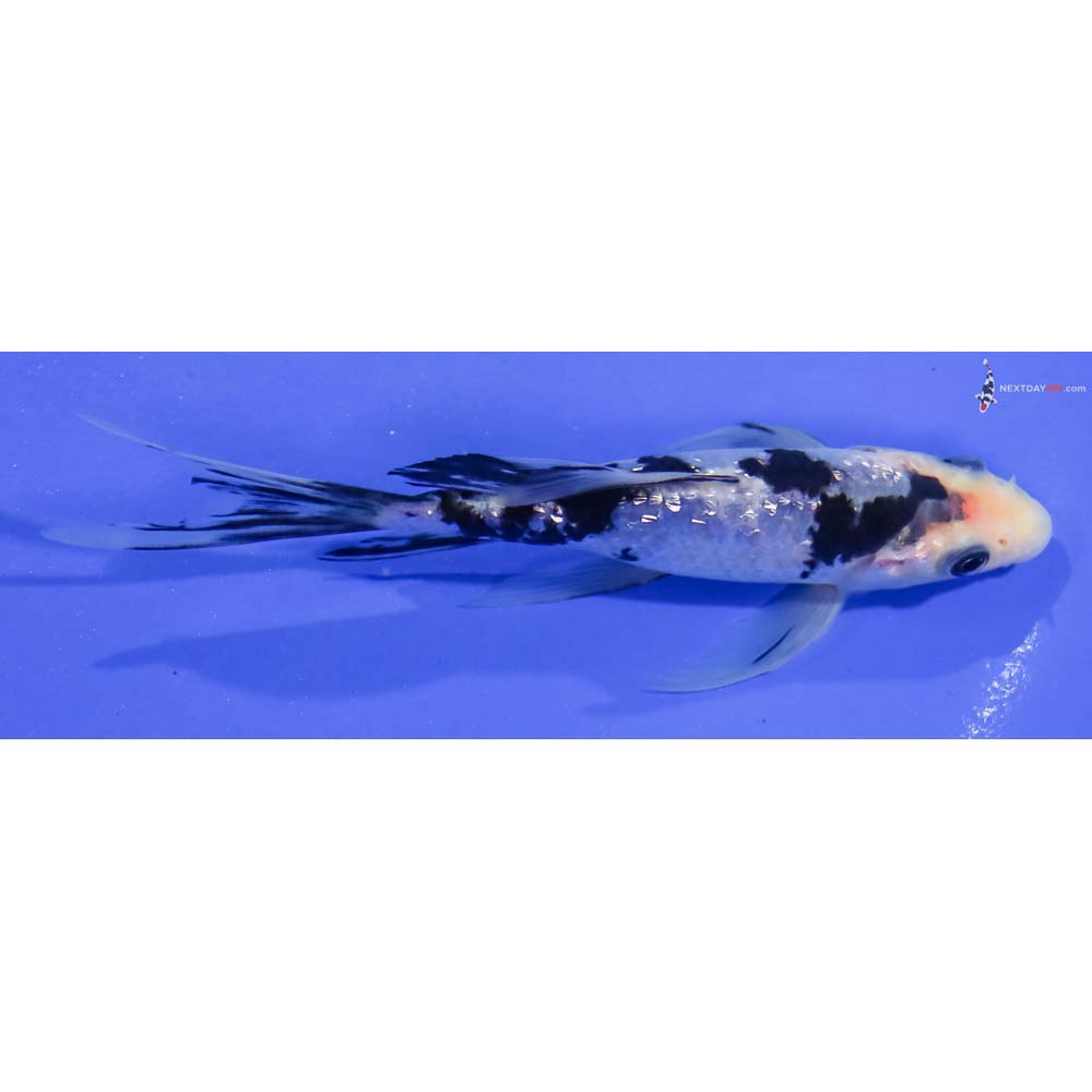 5.5” Imported Gin Rin Shiro Utsuri Butterfly Koi