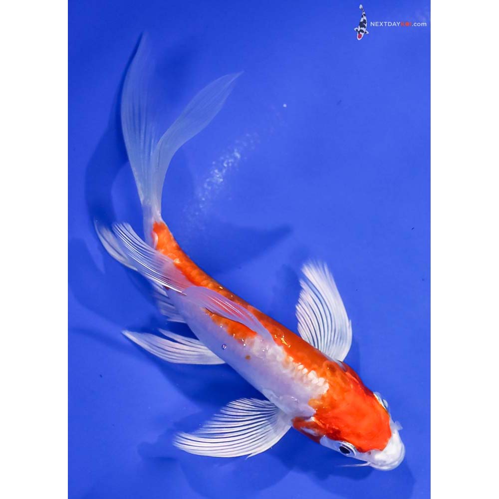 5.5” Imported Kikusui Butterfly Koi