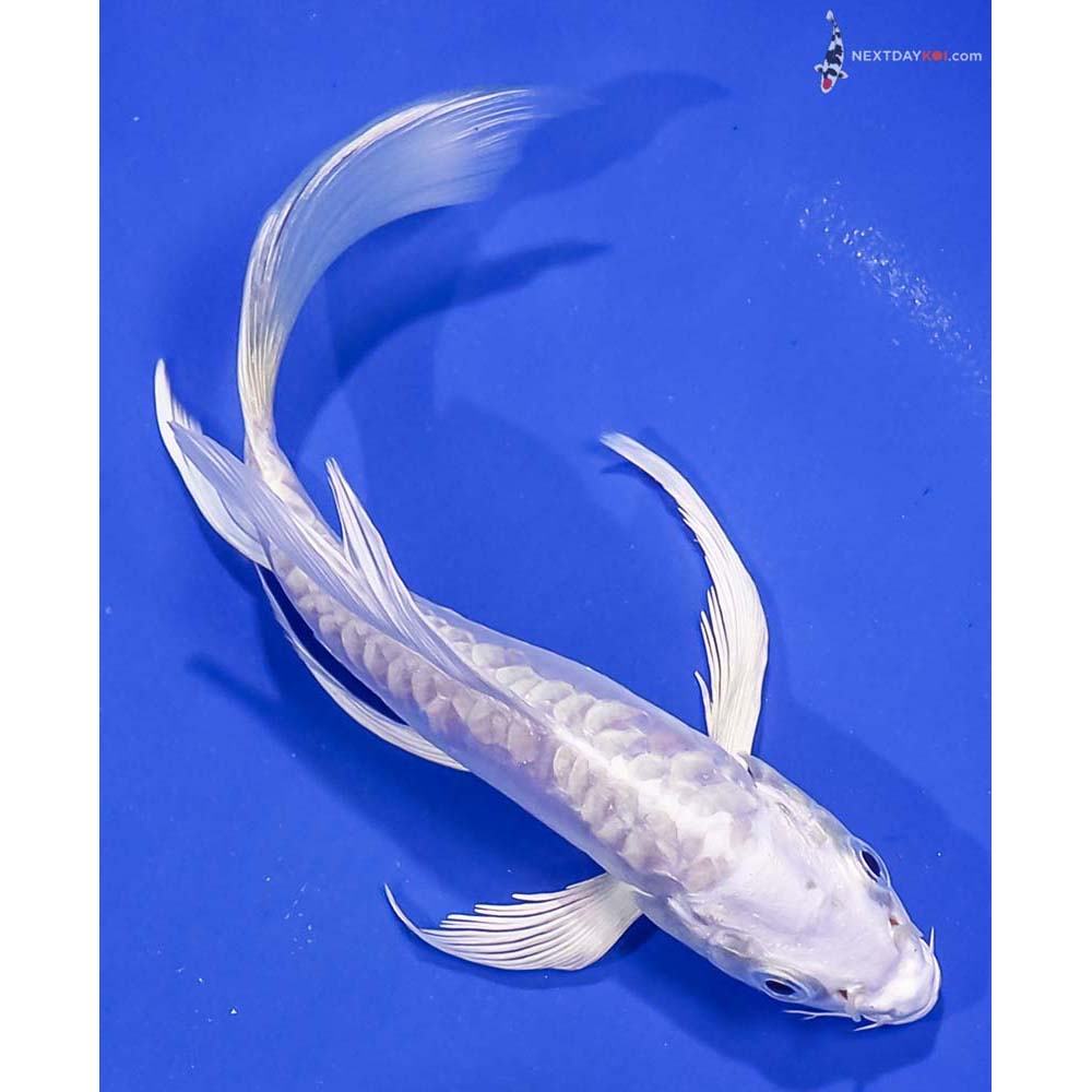 5.5” Imported Doitsu Platinum Ogon Butterfly Koi
