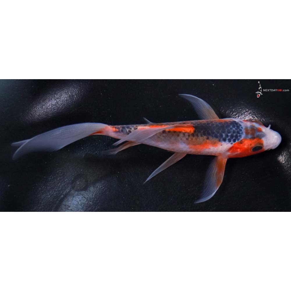 5.5” Imported Asagi Butterfly Koi