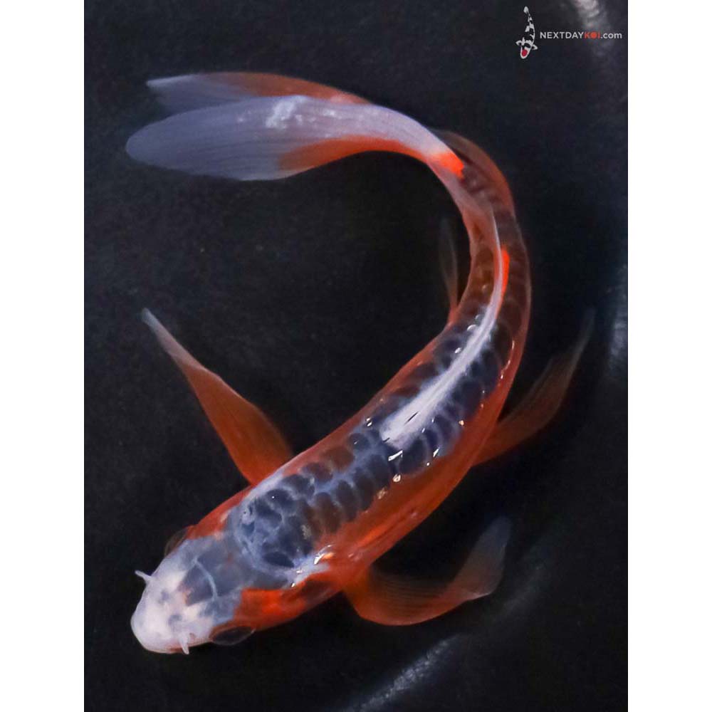 5.5” Imported Shusui Butterfly Koi