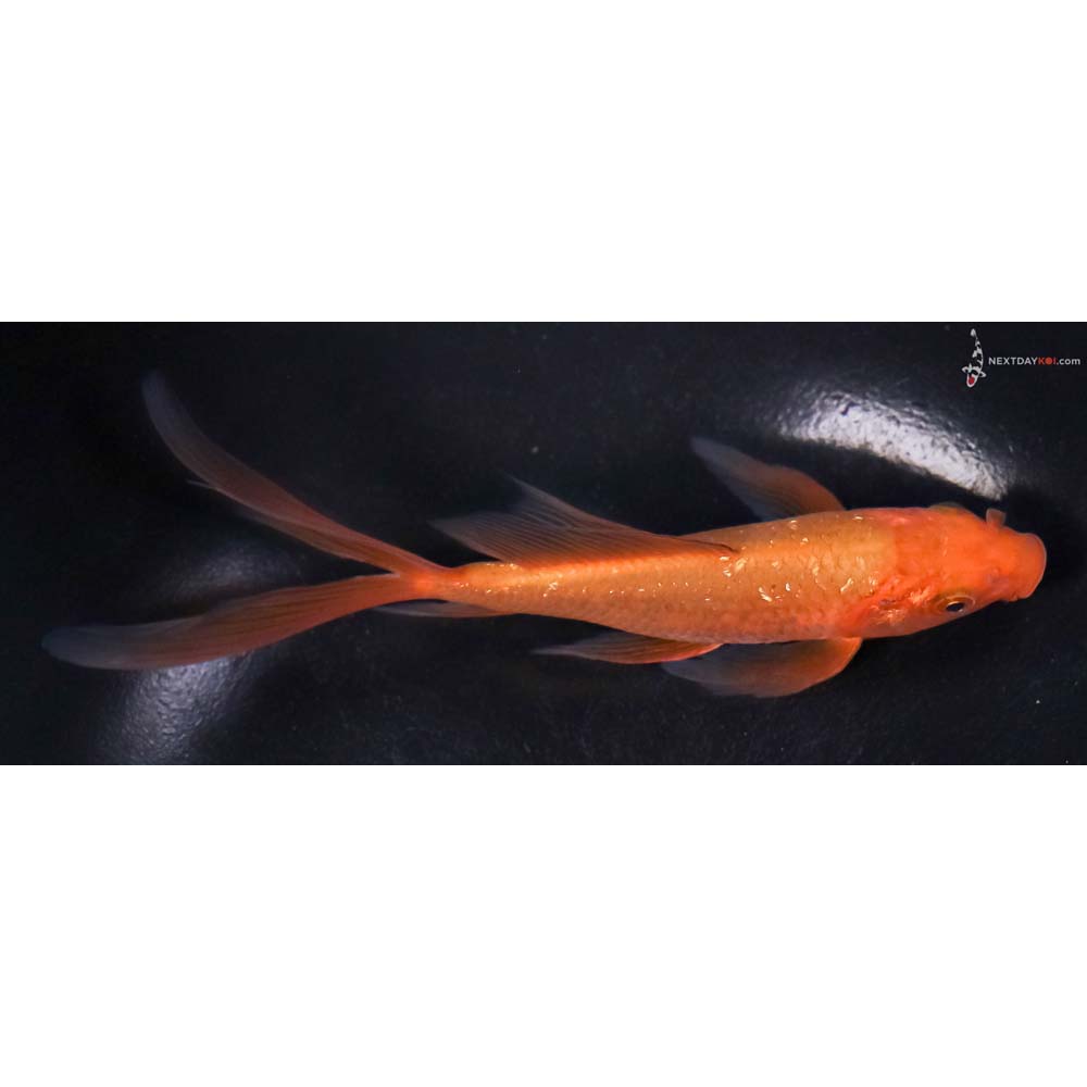 6” Imported Gin Rin Chagoi Butterfly Koi