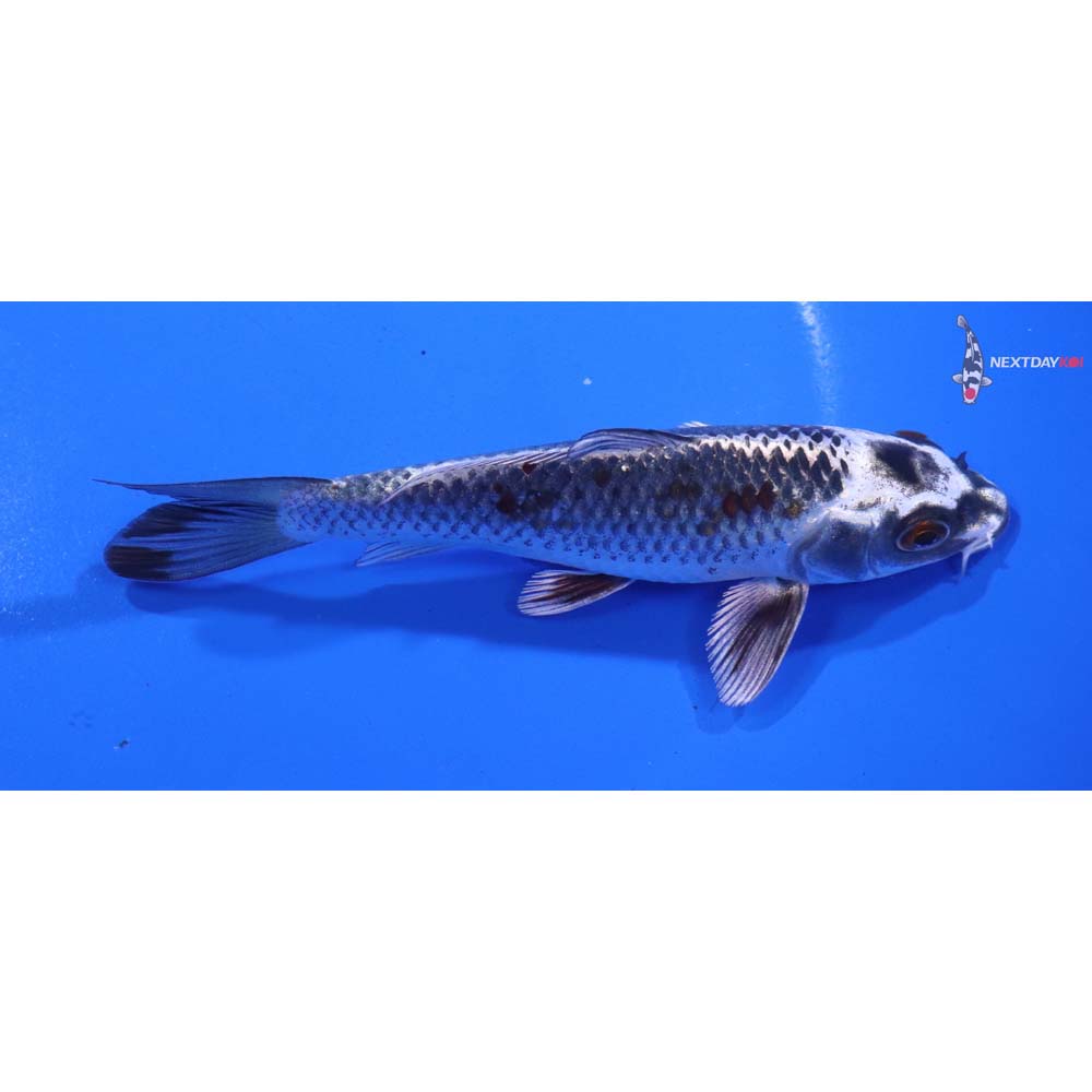 5” Imported Kujaku