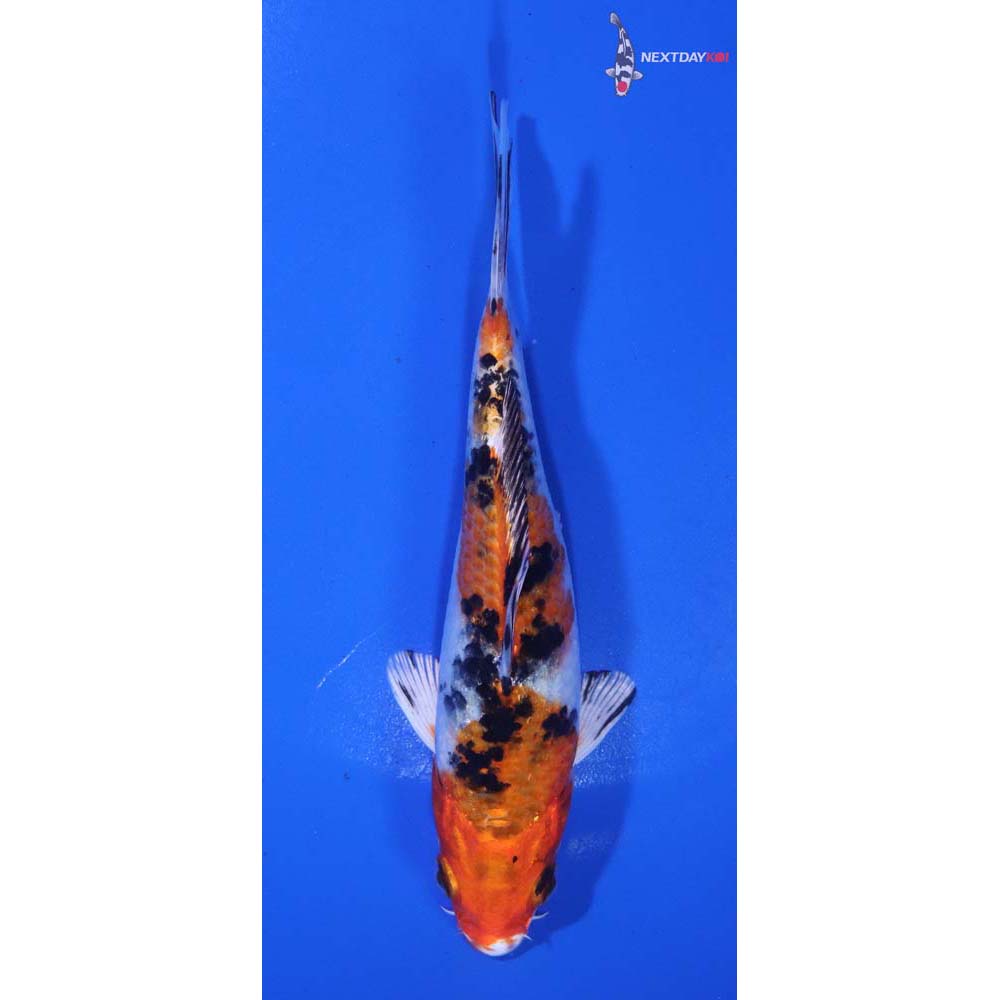 5.5” Imported Yamato Nishiki