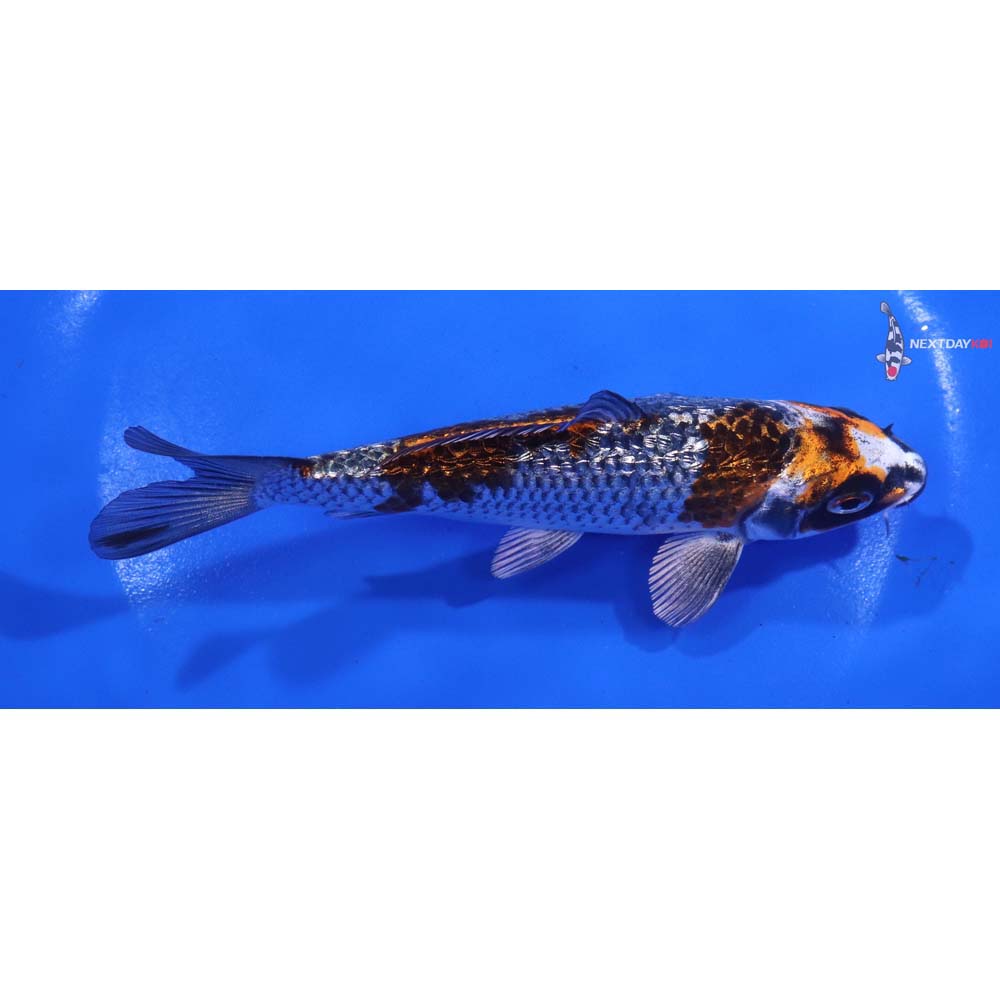 5.5” Imported Gin Rin Kujaku