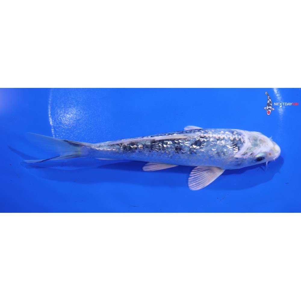 6” Imported Gin Rin Gin Shiro Bekko