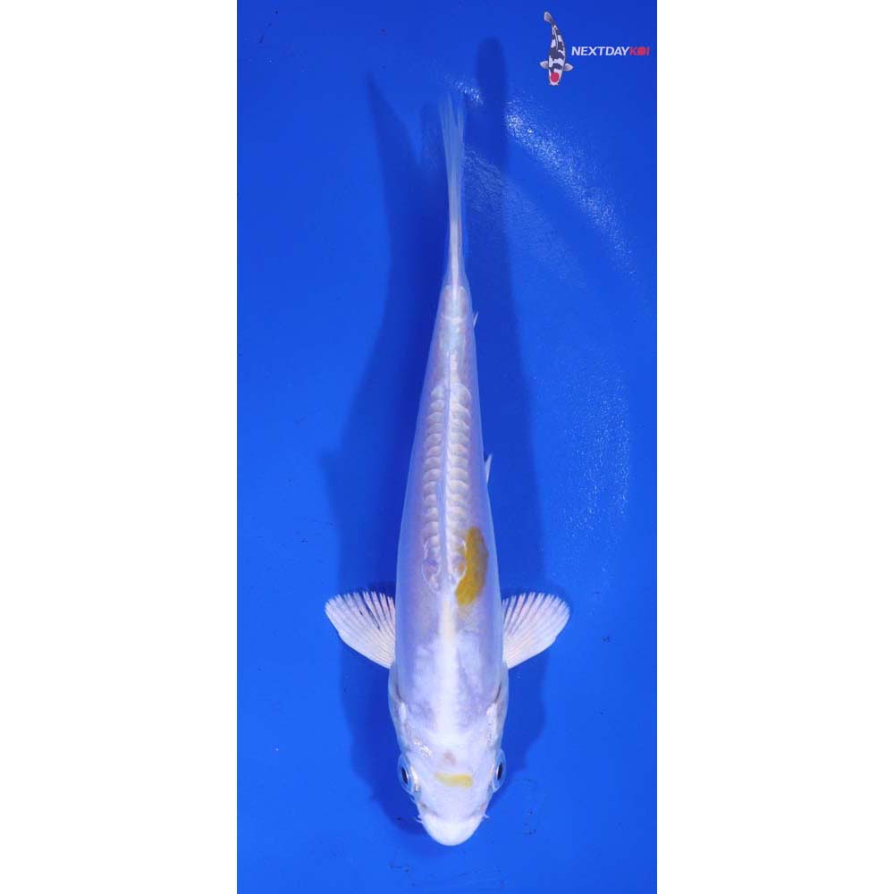 5” Imported Doitsu Lemon Hariwake