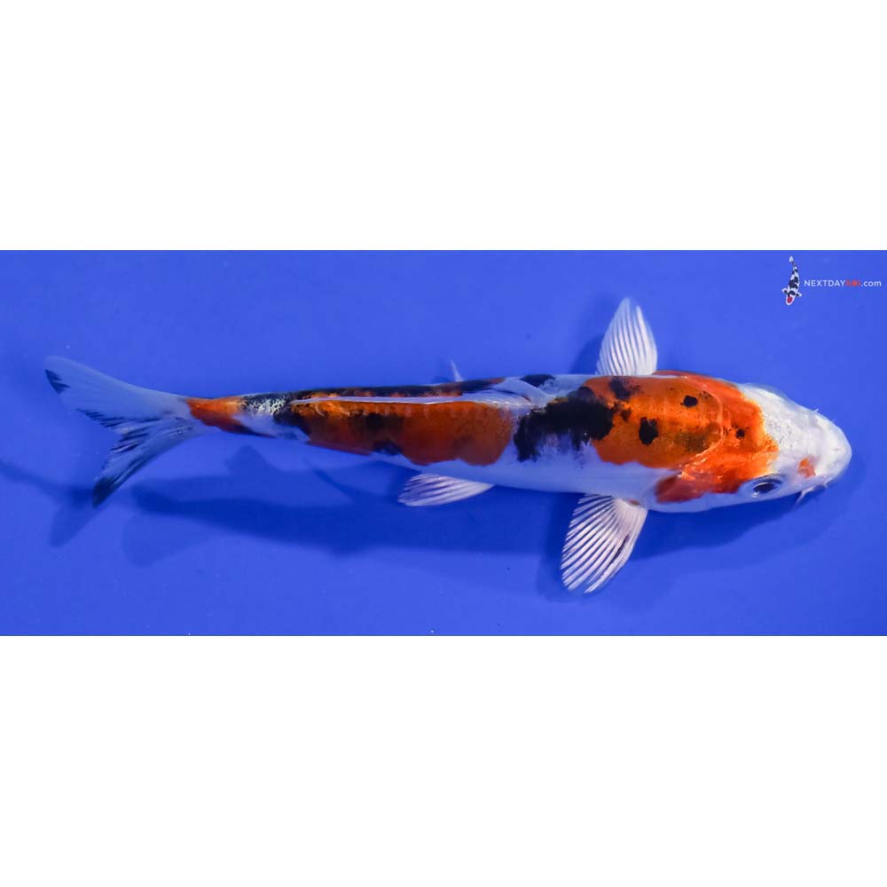 4” Imported Heisei Nishiki