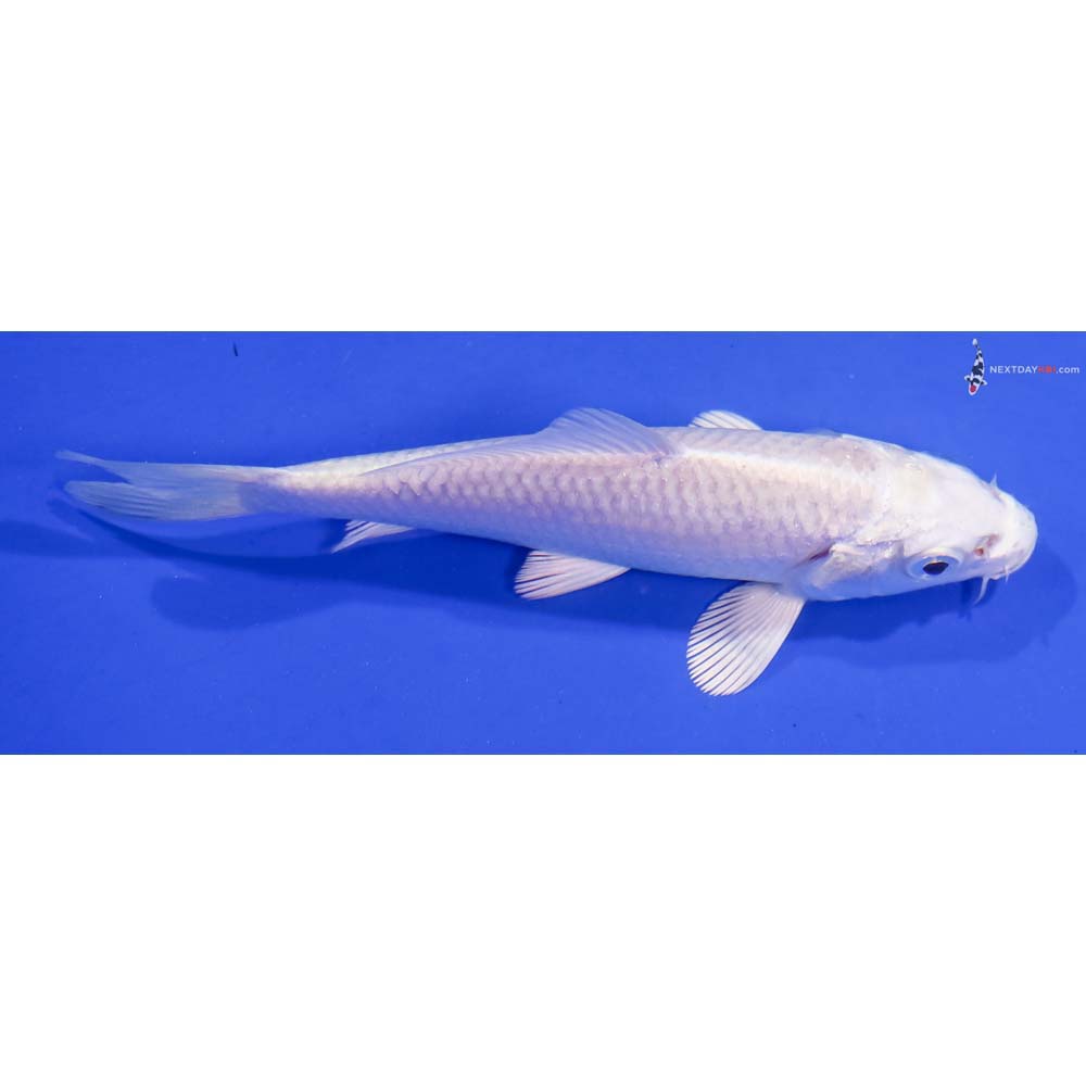 4.5” Imported Platinum Ogon