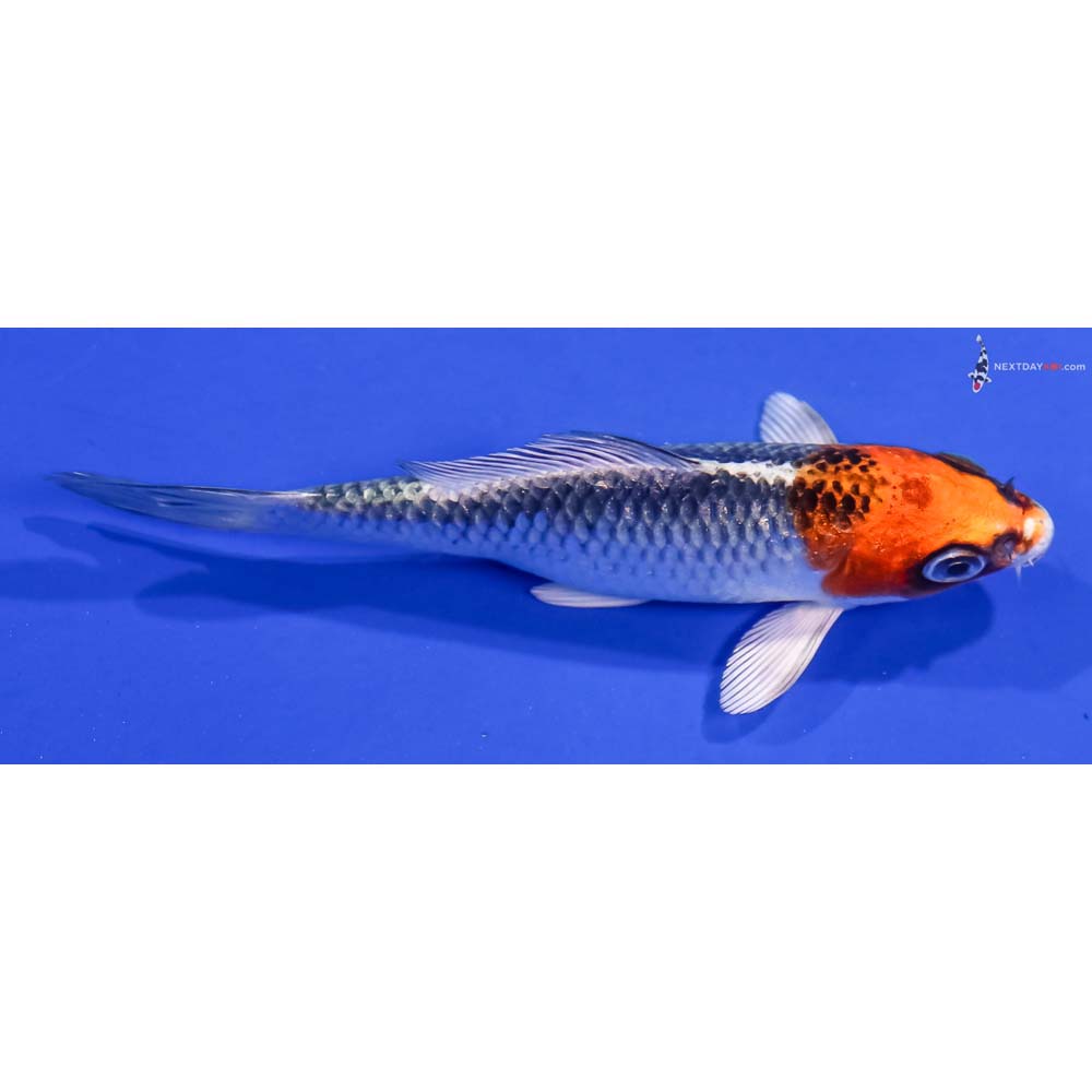 4” Imported Kujaku