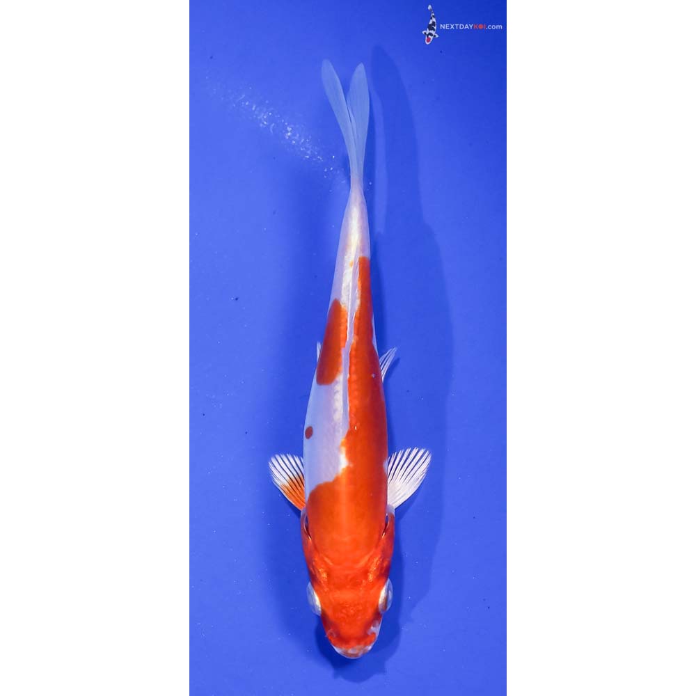 4.5” Imported Kikusui