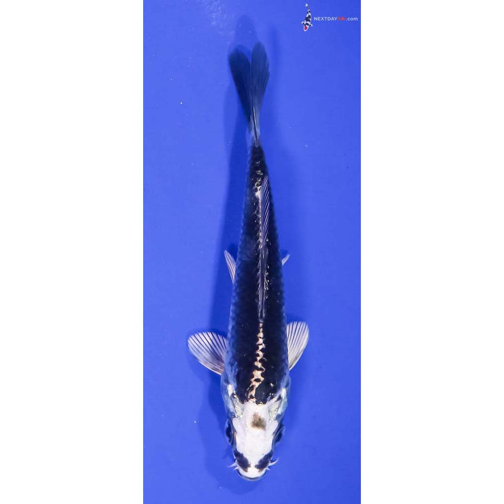 4.5” Imported Gin Matsuba