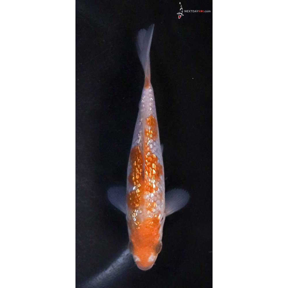 4.5” Imported Gin Rin Ochiba Shigure