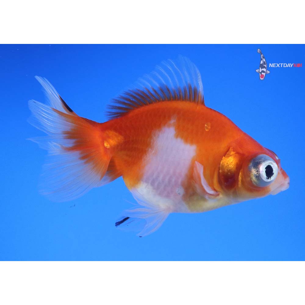 4.5” Imported Male Red and White Butterfly Tail