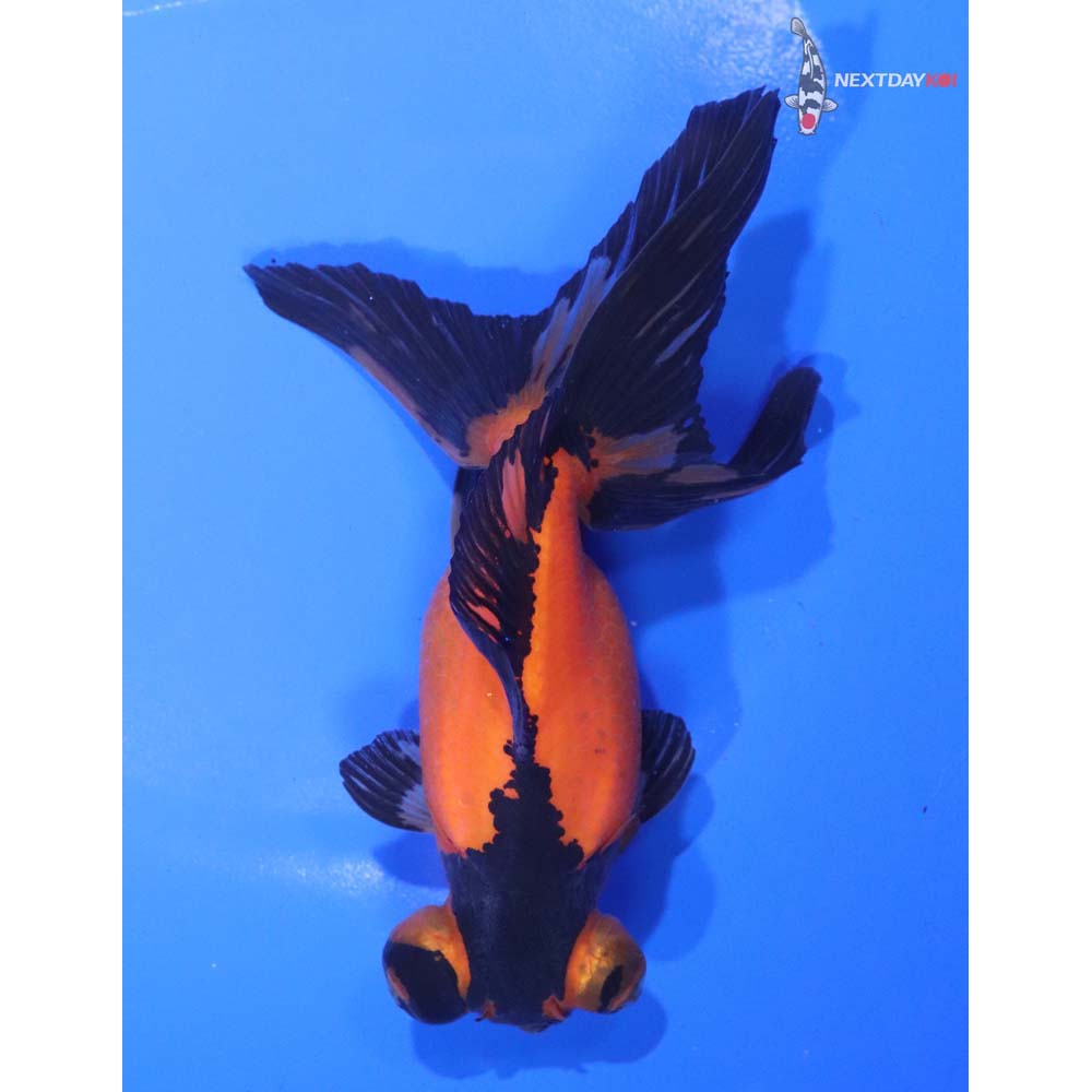 5” Imported Red and Black Butterfly Tail