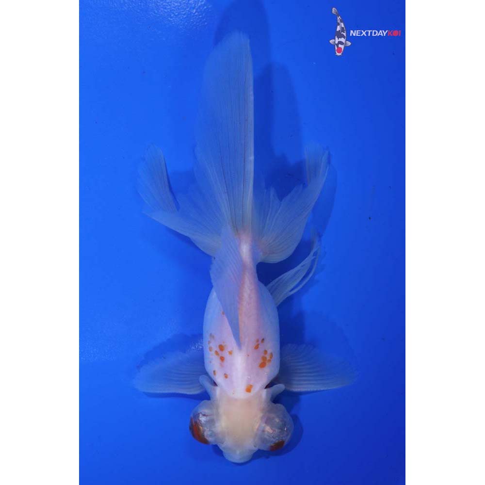 5.5” Imported Red and White Butterfly Tail