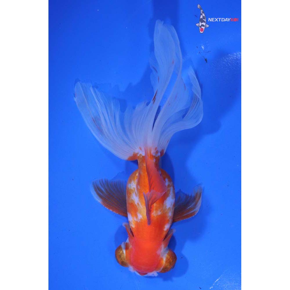 5.5” Imported Male Red and White Butterfly Tail