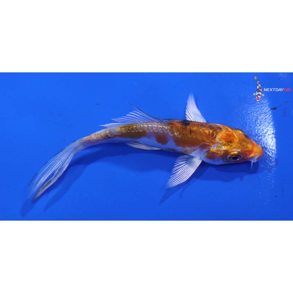 3.5” Imported Heisei Nishiki Butterfly Koi