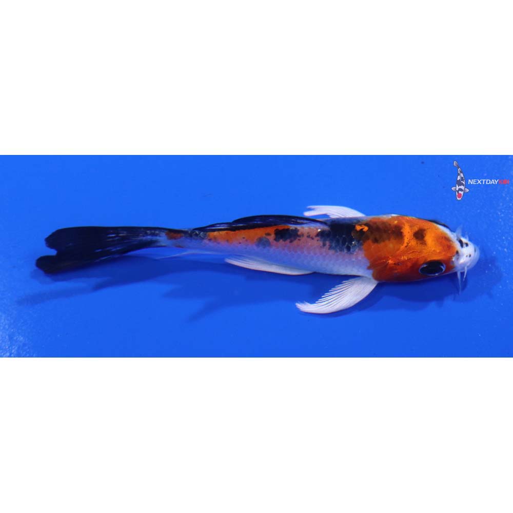 3.5” Imported Yamato Nishiki Butterfly Koi